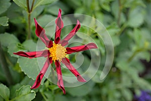 Red Star Dahlia blossom outdoor foliage background