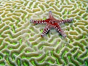 Red Star Fish on Brain Coral