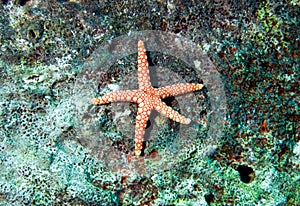Red star fish, fromia monilis