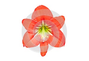 Red star lily flower