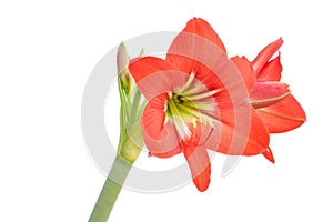 Red star lily flower