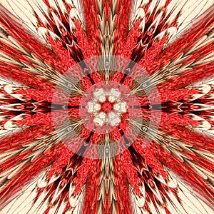 Red star rose mandala