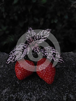 Red Starberry sweet and fresh from nature, make happy your day