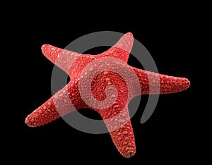 Red starfish