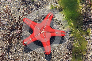 Red Starfish