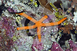 Red starfish