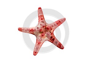 Red starfish