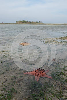 Red starfish appear on the surface of the sand when the sea recedes