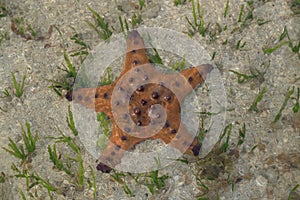 Red starfish appear on the surface of the sand when the sea recedes