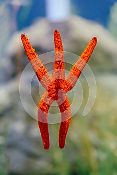 Red Starfish In Aquarium