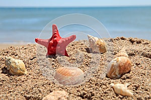 Red starfish on the beach