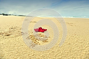 Red Starfish on Beach Background