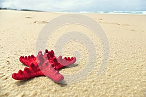 Red Starfish on Beach Background