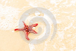 Red starfish is on a beach sand close up. Starfish is in the sea waves. Sea concept. Background horizontal format. Space for text