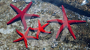 red starfish on the beach of Tinos , Greece