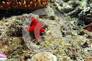 A red starfish photo