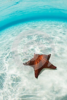 Red Starfish on Caribbean Seafloor