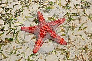 Red starfish