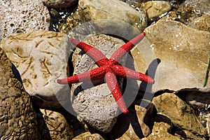 Red starfish (Echinaster sepositus)