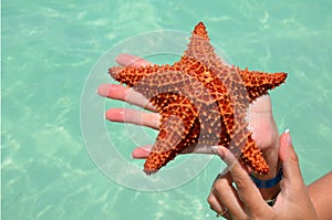 Red starfish in female hands on a background of beautiful sea. The concept of a beach holiday