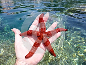 Red starfish in a hand