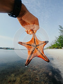 Red Starfish in hand on the background of the sea in Vietnam