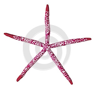 Red starfish isolated