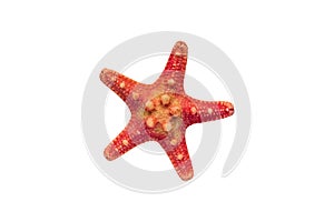 Red starfish isolated on white background with clipping path