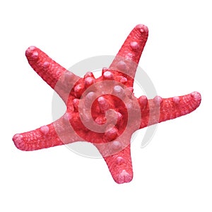 Red starfish isolated on white background