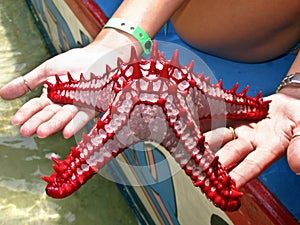 Red starfish from Kenya