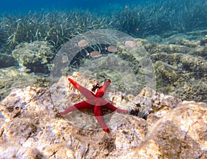 Red starfish lying on the rocks - underwater life off the Kastos island coast, Ionian Sea, Greece in summer.