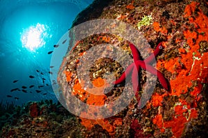 A red starfish in Mediterranean seabed