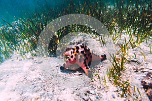 Red starfish in ocean with sand and sea weed is underwater.