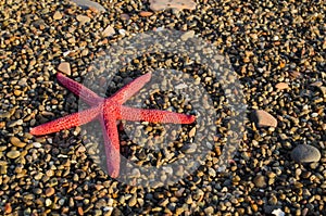 Red starfish photo