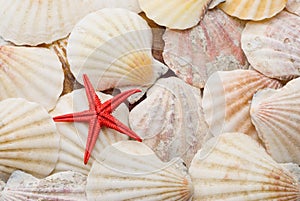 Red starfish over background of sea shells