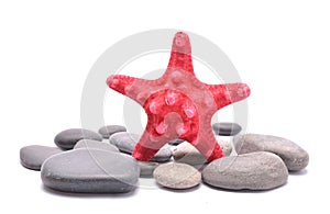 Red Starfish over group of stones on white background