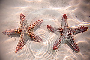 Red starfish resting on the bottom of Indian Ocean