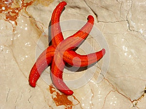 Red starfish on a rock