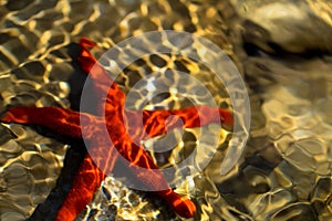 Red starfish on a rock under water macro