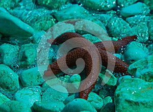 Red starfish on rocky beach