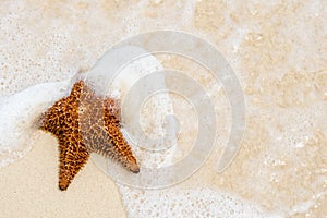 Red starfish on a sand beach