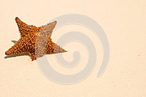 Red starfish on a sand beach