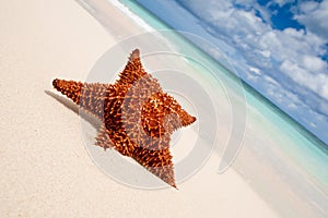 Red starfish on a sand beach