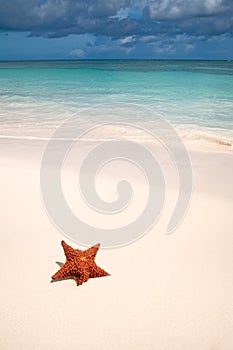 Red starfish on a sand beach