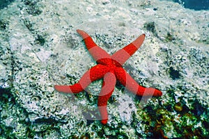 Red Starfish on the Sea Floor Echinaster sepositus Underwater