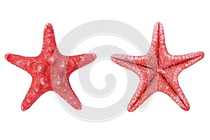 Red starfish or sea star on white background from above