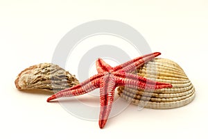 Red starfish and shells