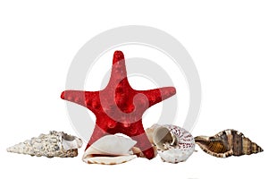 Red starfish and some sea shells isolated on white