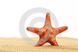 Red starfish standing in sea sand on white background