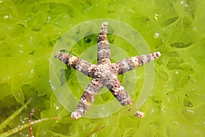 Red starfish on stone and fresh green seaweed